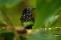 Mravencik kostaricky - Thamnophilus bridgesi - Black-hooded Antshrike 1526